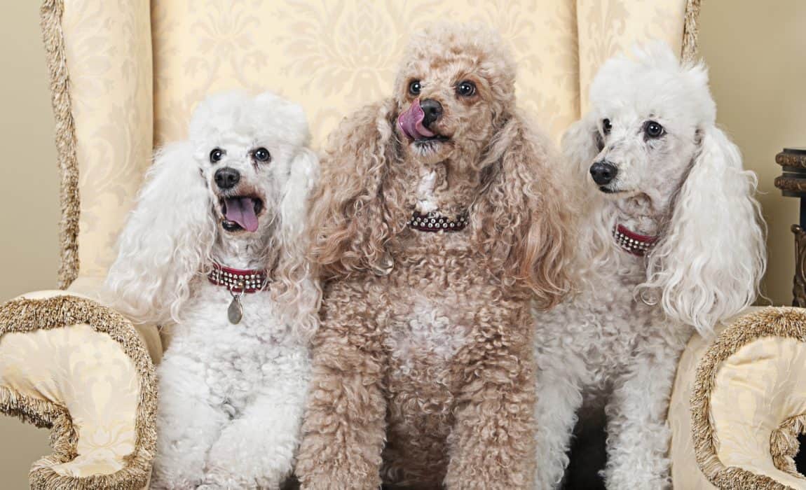 Trained poodles climbing the walls